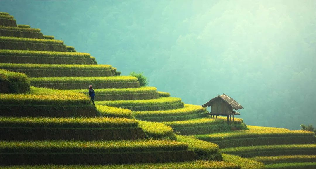端午粽飄香，中醫(yī)送健康